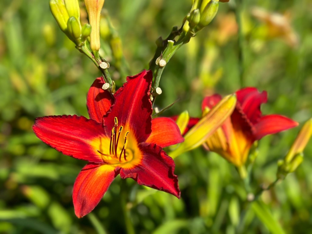 頭社金針花花海_2511578