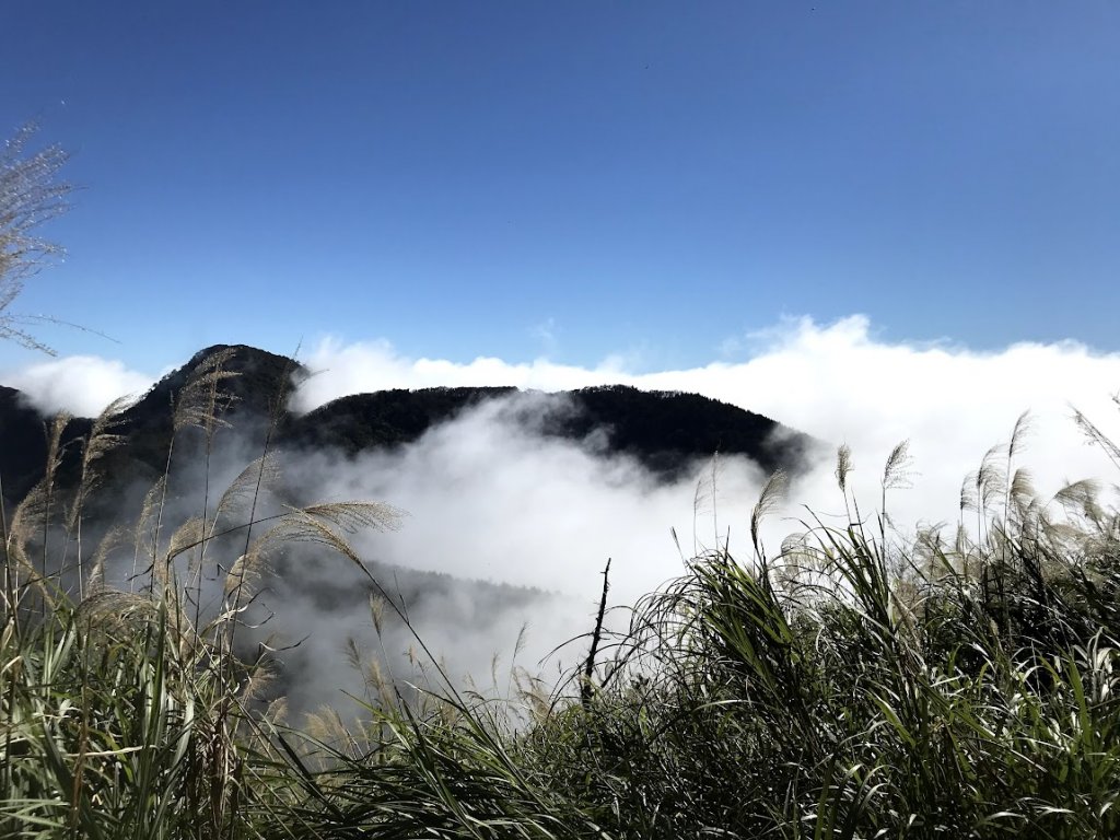 太平山_臺灣山毛櫸國家步道20201118_1967967