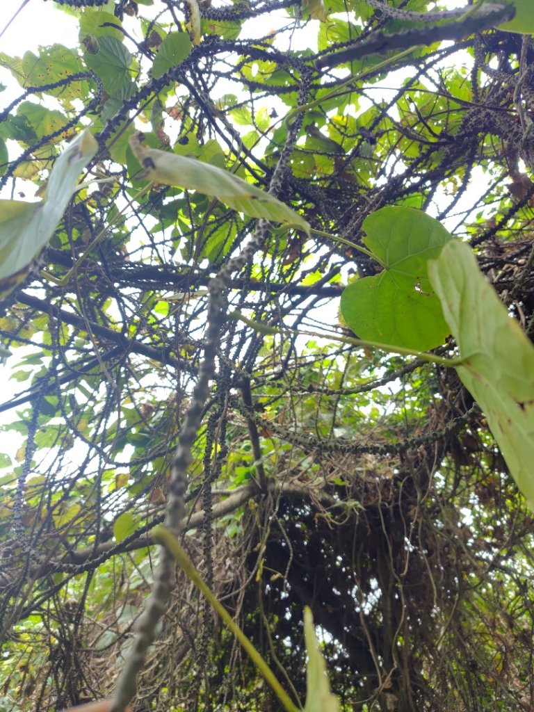大棟山系南段 水利古道西口 上 竹高崙山 連走 鳥子嶺 坑仔內山 大崖山 下 龍目井農場_2953114