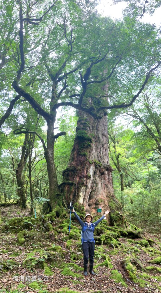 【佐米縱走】走進迷霧森林尋找千歲神木，參加一場巨木群的盛宴_2888768