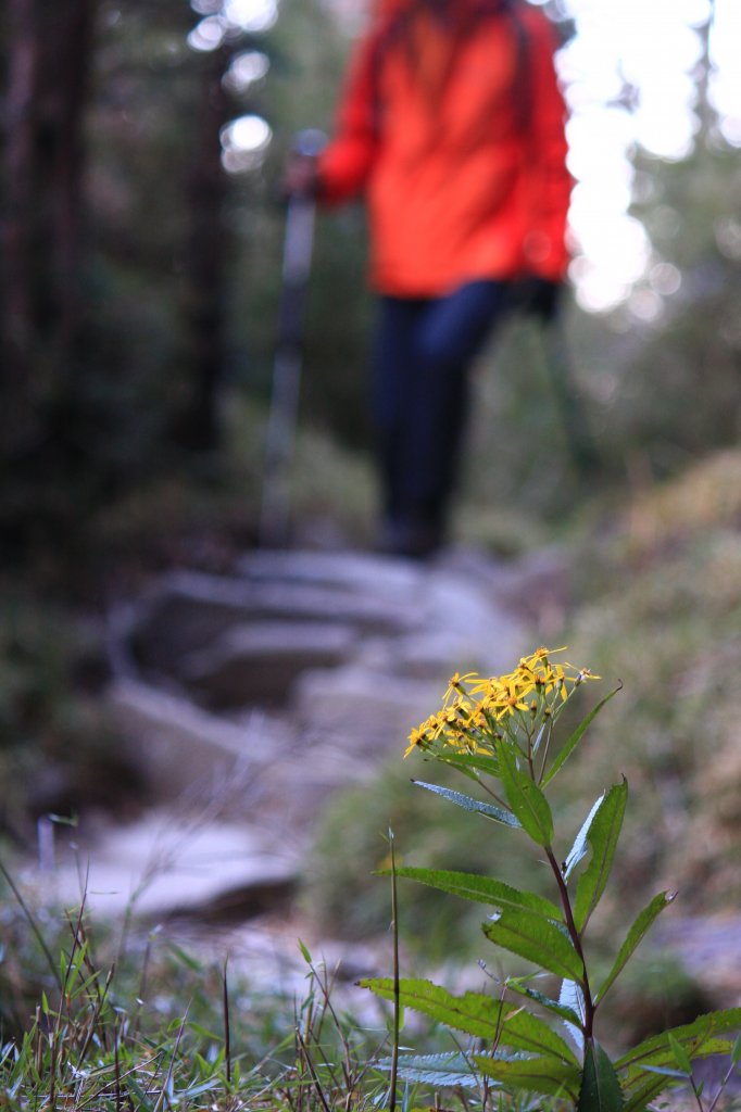 玉山3952單攻_690270