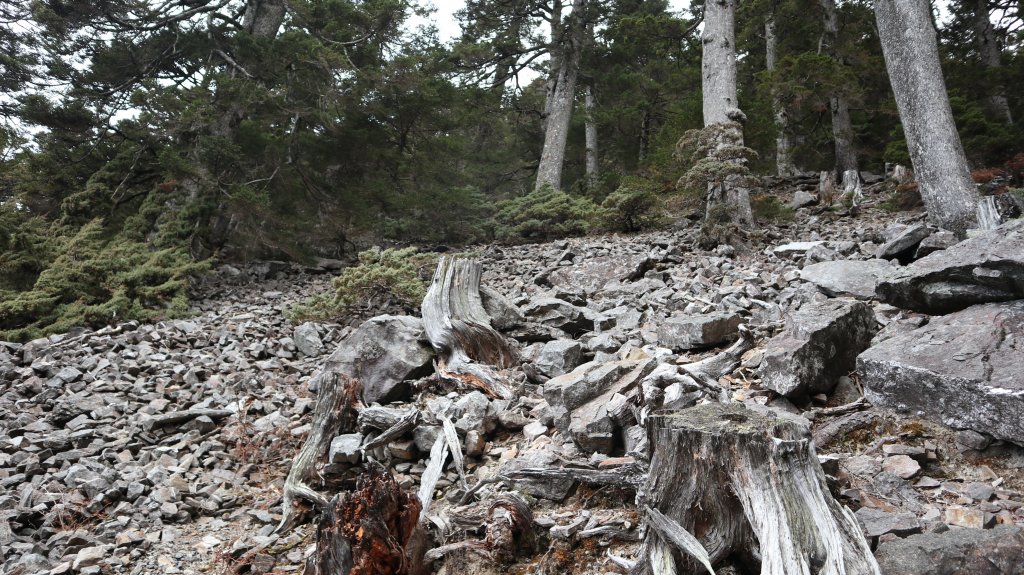 玉山主峰登山健行趣(百岳01號)_2041454