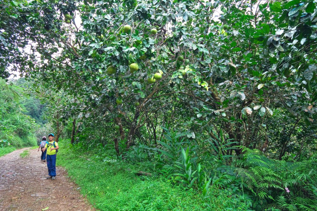 淡蘭古道中路之中坑、崩山坑古道O型_685804