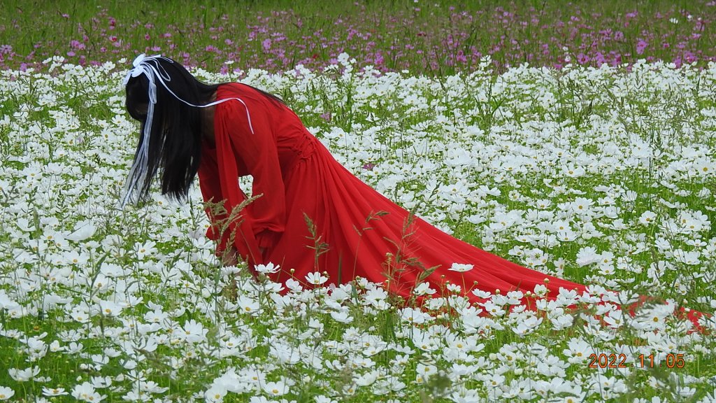 2022愛戀關渡花現幸福_1899575