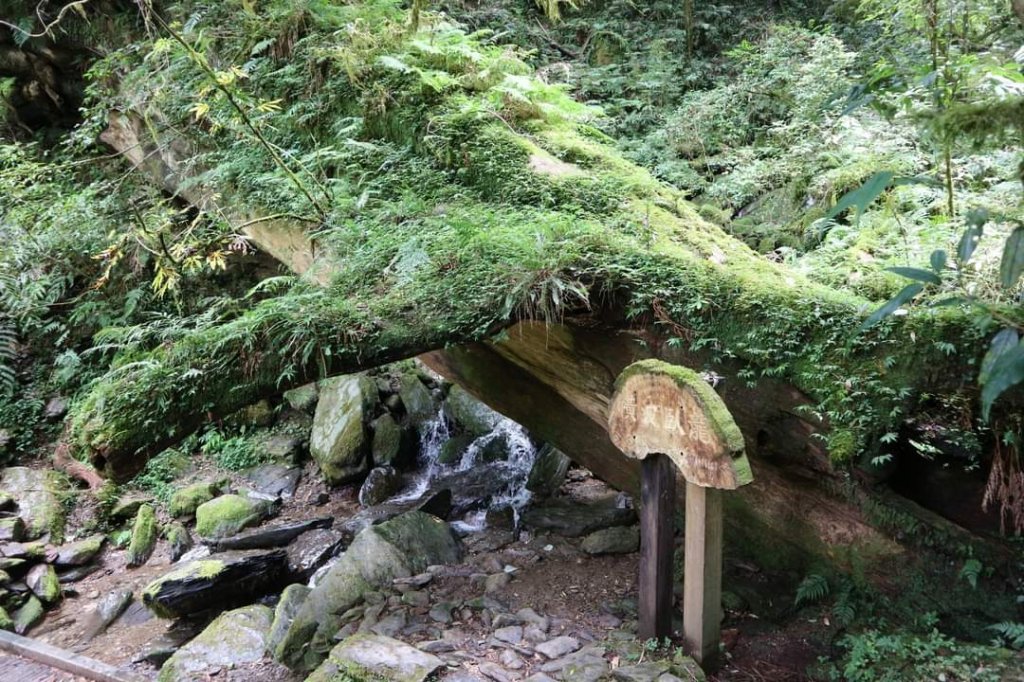 〔桃園復興〕拉拉山巨木，史詩級魔幻森林，75公頃紅檜 扁柏森林浴_2237215