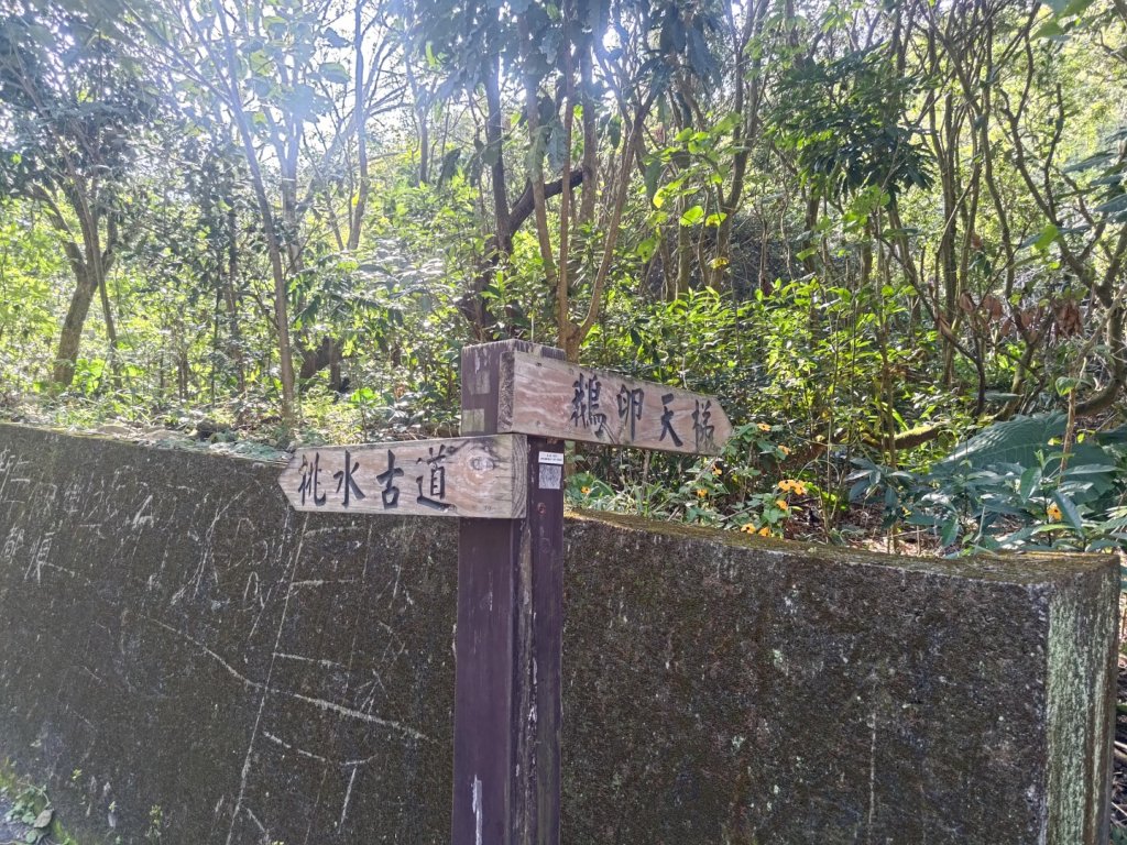 藤山步道登樟普寮一等三角點+挑水古道_2749496