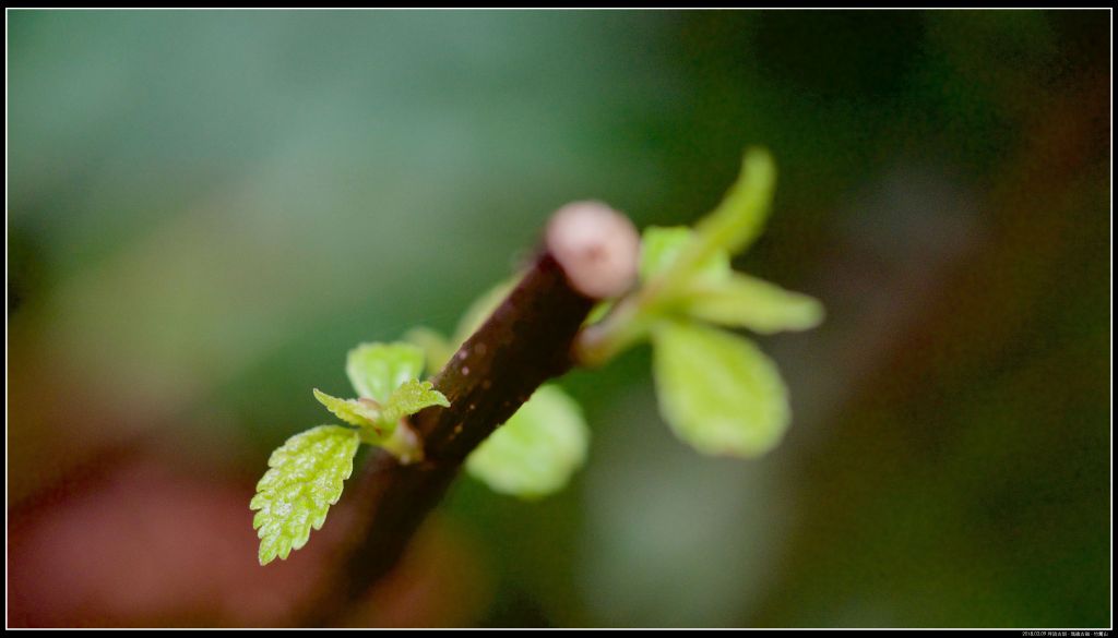瑪礁古道-竹篙山的大屯尖葉槭_351014