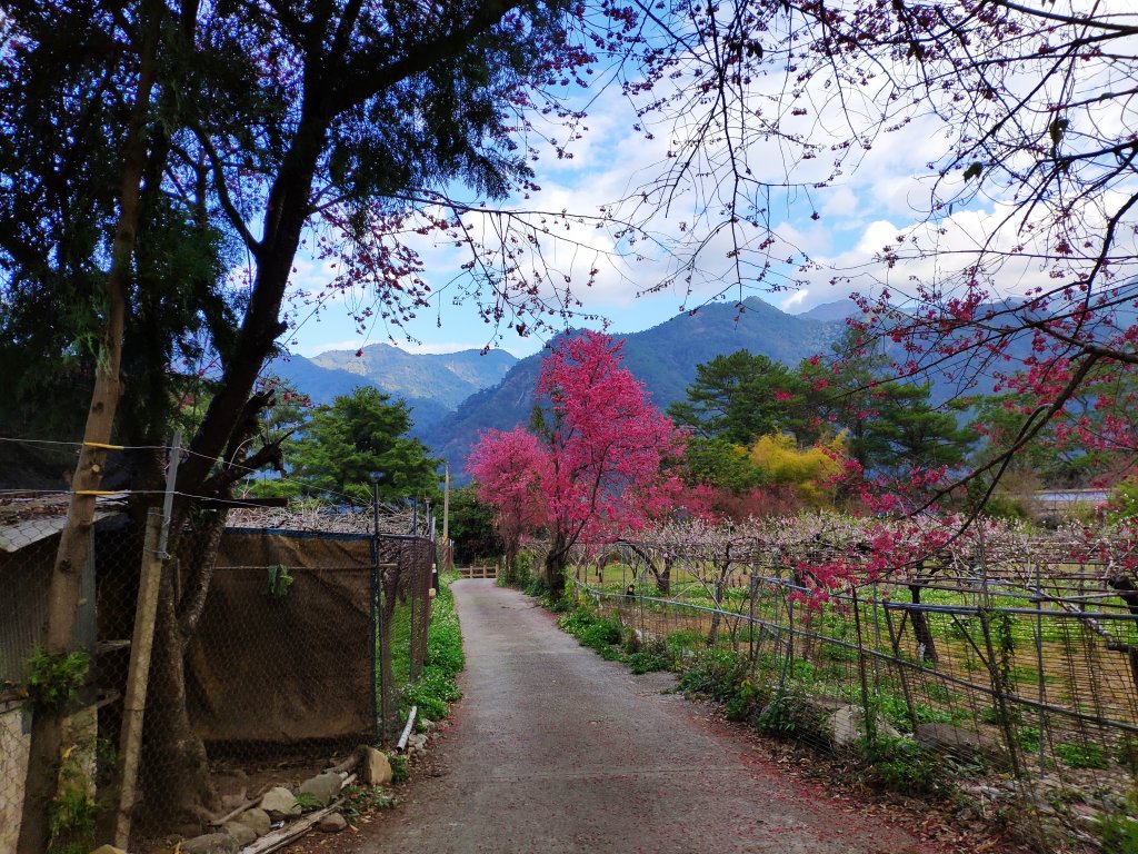 谷關七雄老二_五星級森林步道馬崙山_1280013