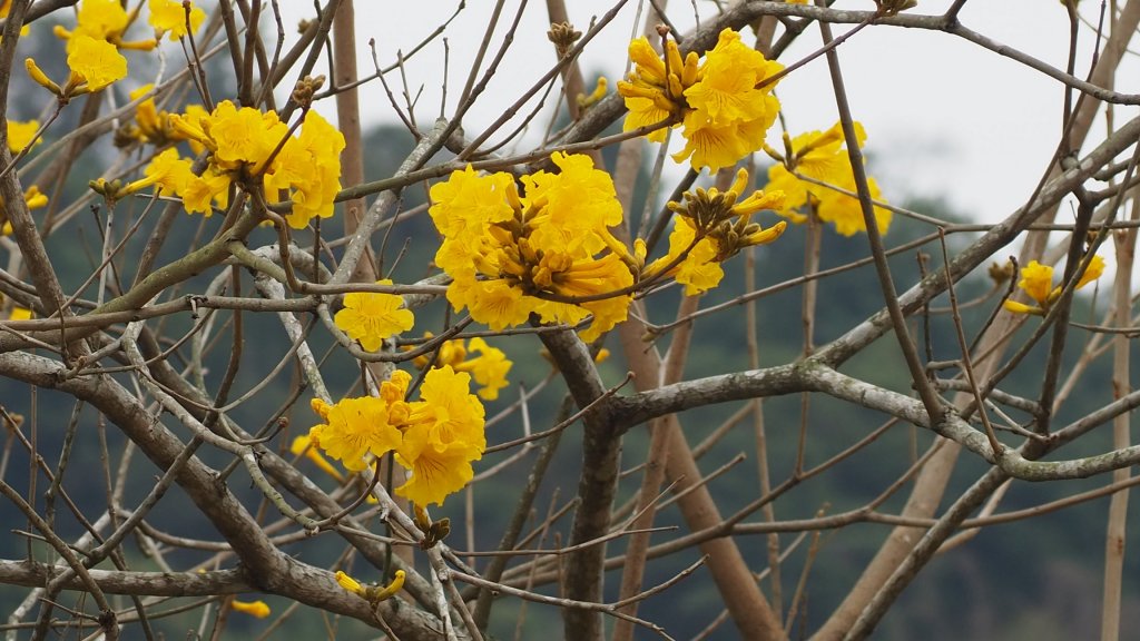 《南投》河岸賞鳥｜竹山下坪步道及自然教育園區O繞20230225_2042204