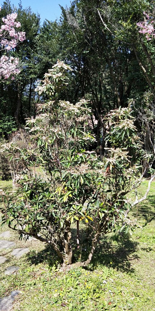大屯自然公園，菜公坑山，巴拉卡山，逛逛趣_1275583