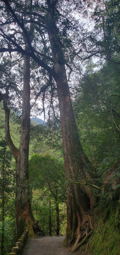2024-03-16拉拉山神木群步道_2456038