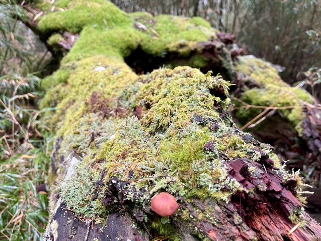 絕美銀白世界 玉山降下今年冬天「初雪」_1235961