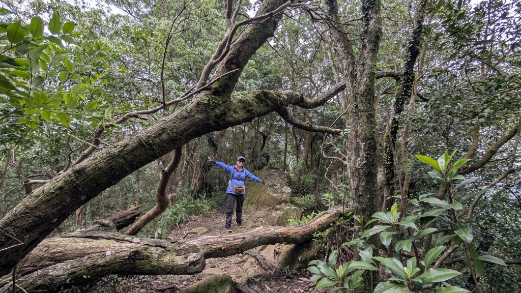 114.12.14黃帝殿西峰-天王峰-黃帝殿東峰之旅_2962049