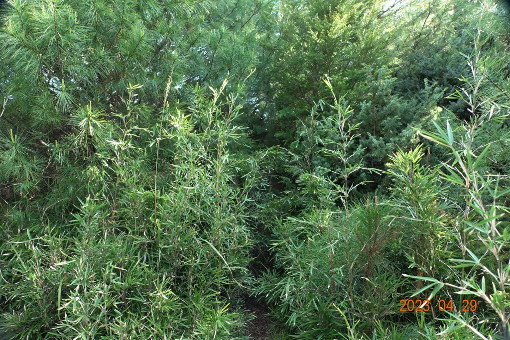 南投 仁愛 武法奈尾山_2133791