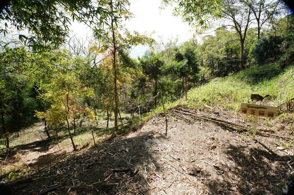 苗栗 卓蘭 白布帆山_2967913