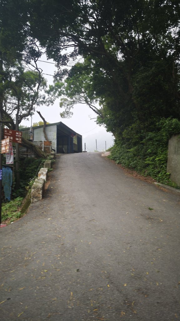 2025-0505 觀音山土路追桐花+牛港稜步道封面圖