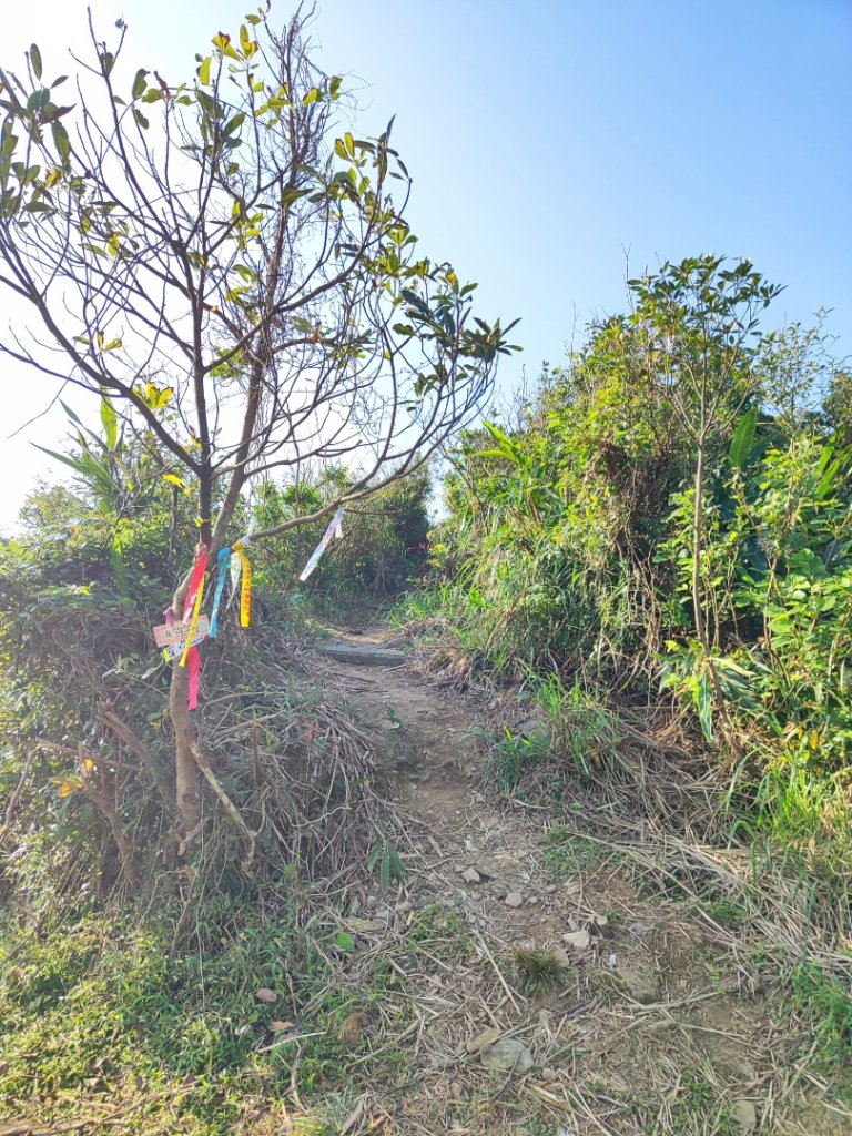 龍洞灣岬步道-蚊子坑山-北勢坑古道_2981932