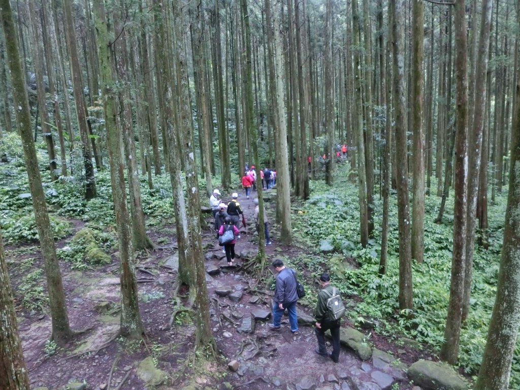 馬武督森林_566517