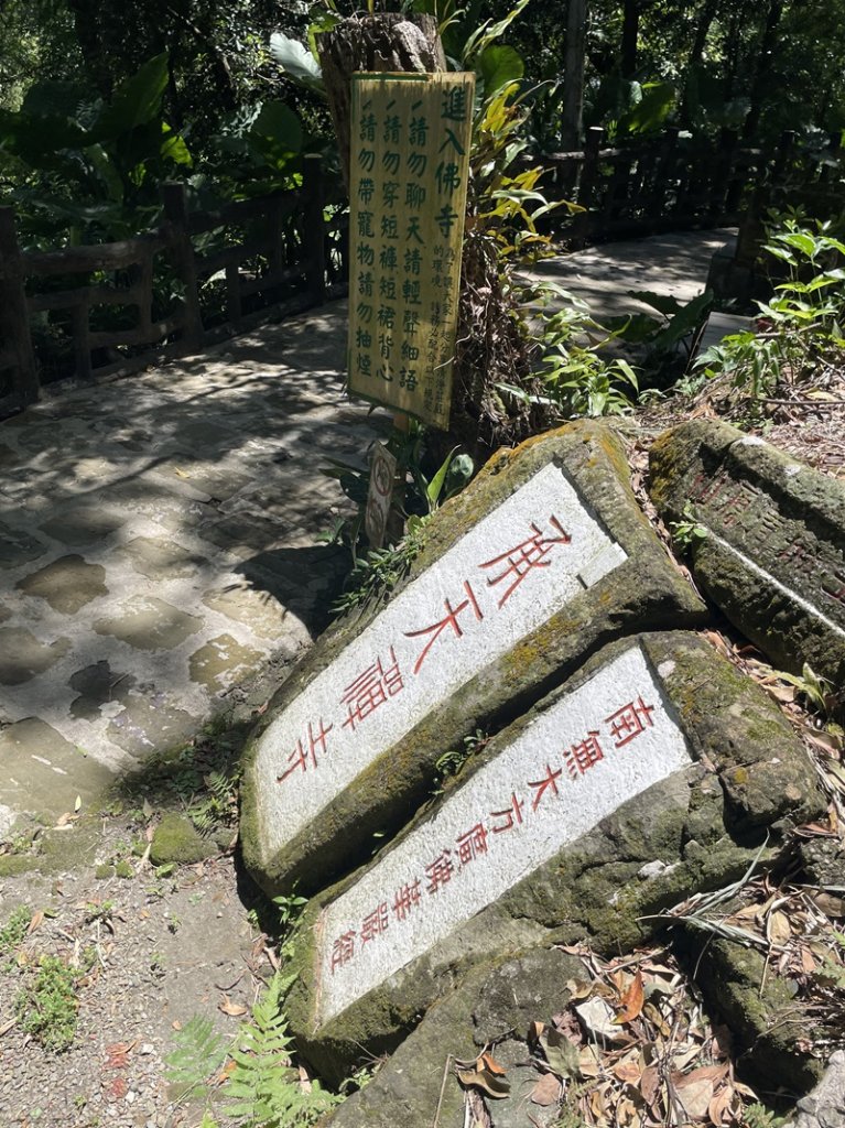 【天上山系】望月亭桐花_2869379