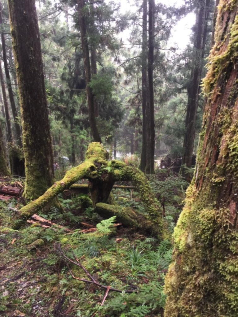 茂興車站山地運材軌道_482949