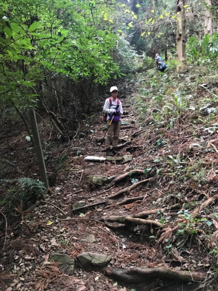 尋訪鳶嘴西稜香杉與桂竹袐境長壽山大崠山_545965