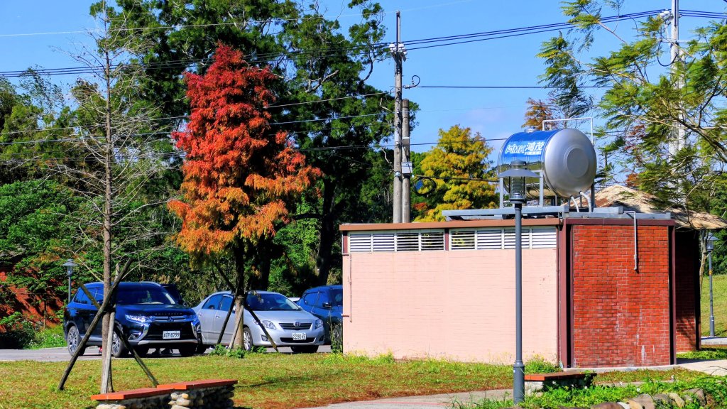 落羽松大道,龍潭大池_2976183