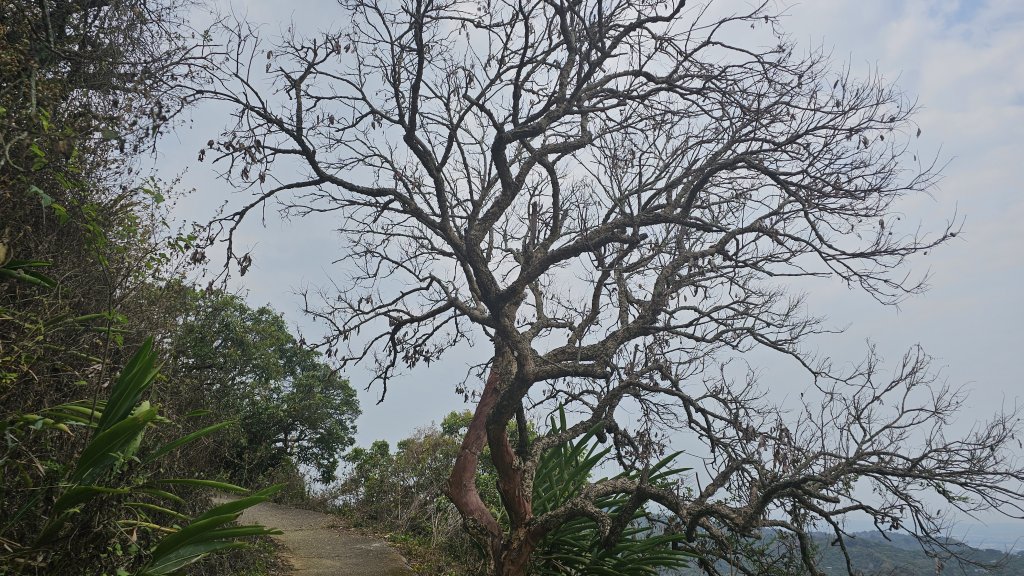台中大縱走車籠山 淨德山 阿罩霧山_2468080
