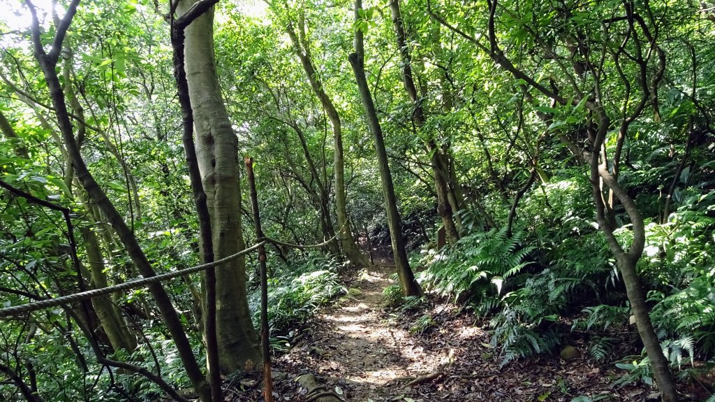 頂福巖森林步道(林口森林步道)_2283326