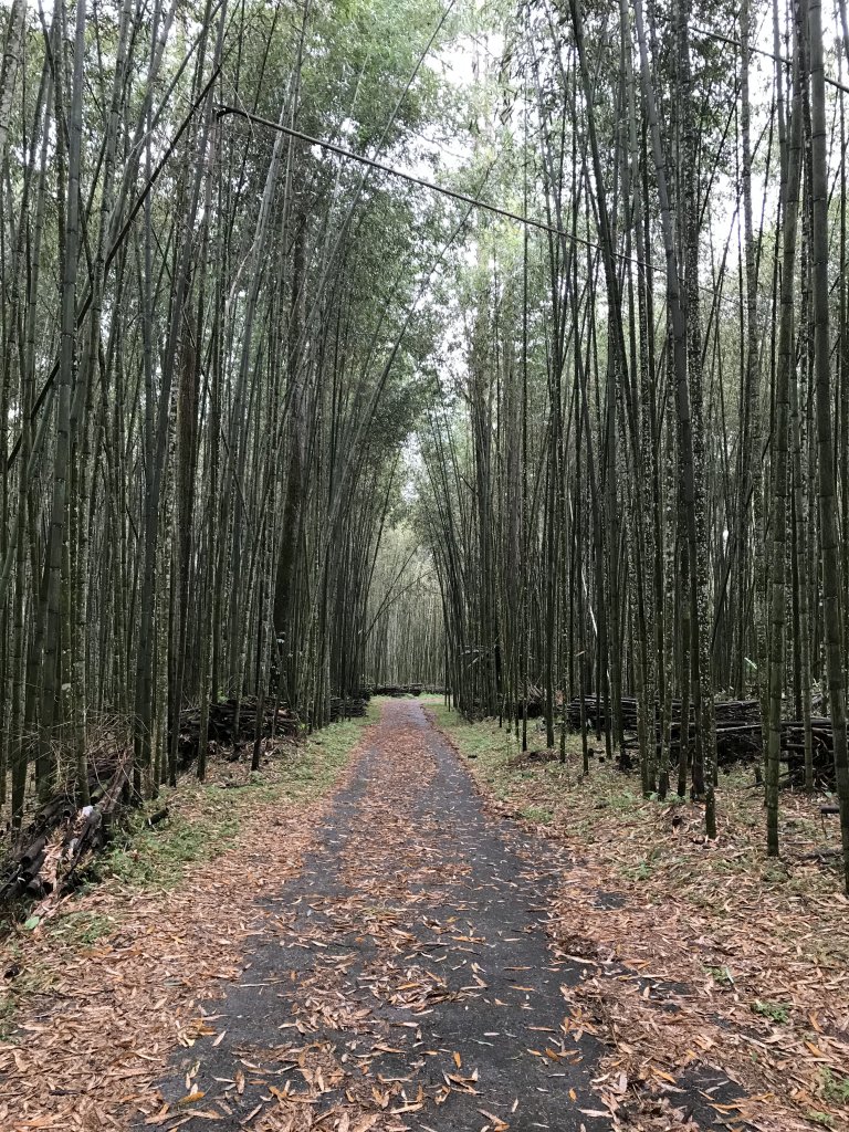 嘉義迷糊步道封面圖