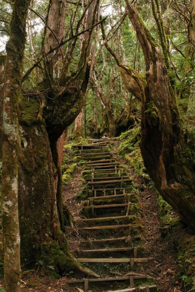 鐵杉林自然步道_235891