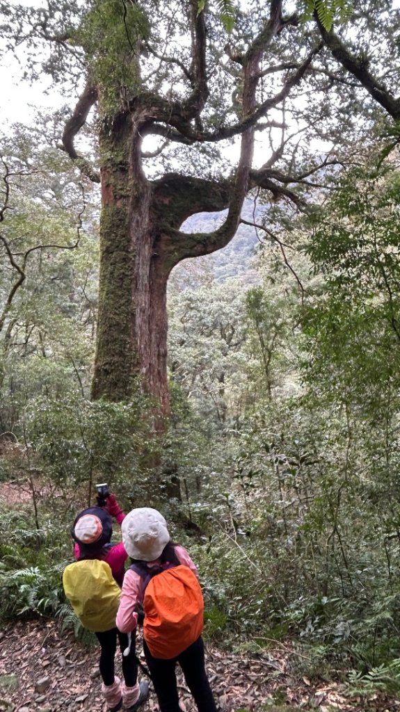 復興赫威神木_2748184