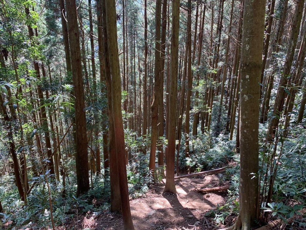 【中級山】高島縱走，森林野營趣_1653249
