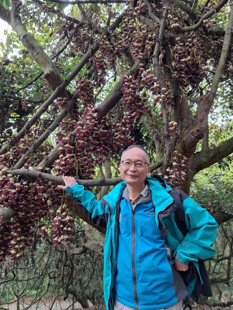 草尾嶺步道賞血藤花20250329_2749686