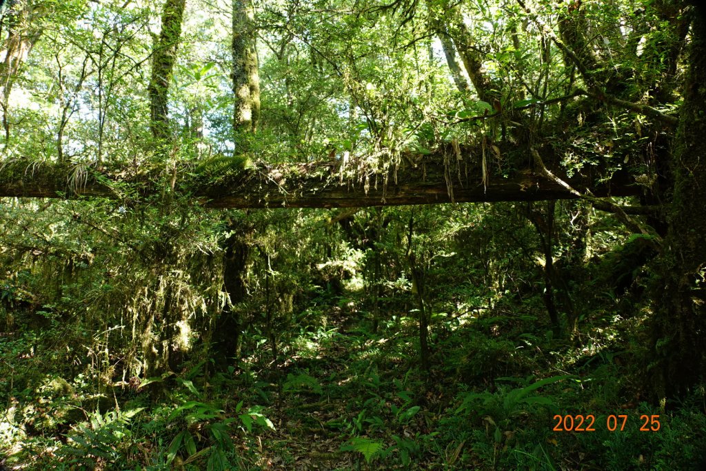 新北 烏來 拳頭母山_1778462