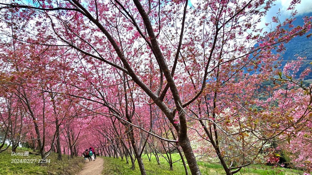 司馬庫斯巨木步道Yaya,櫻花園賞櫻_2440744