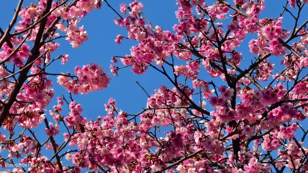 #栗尾椋鳥 #綠繡眼 #東湖樂活公園 #花園新城 #屈尺 #寒櫻 2/4_2992886