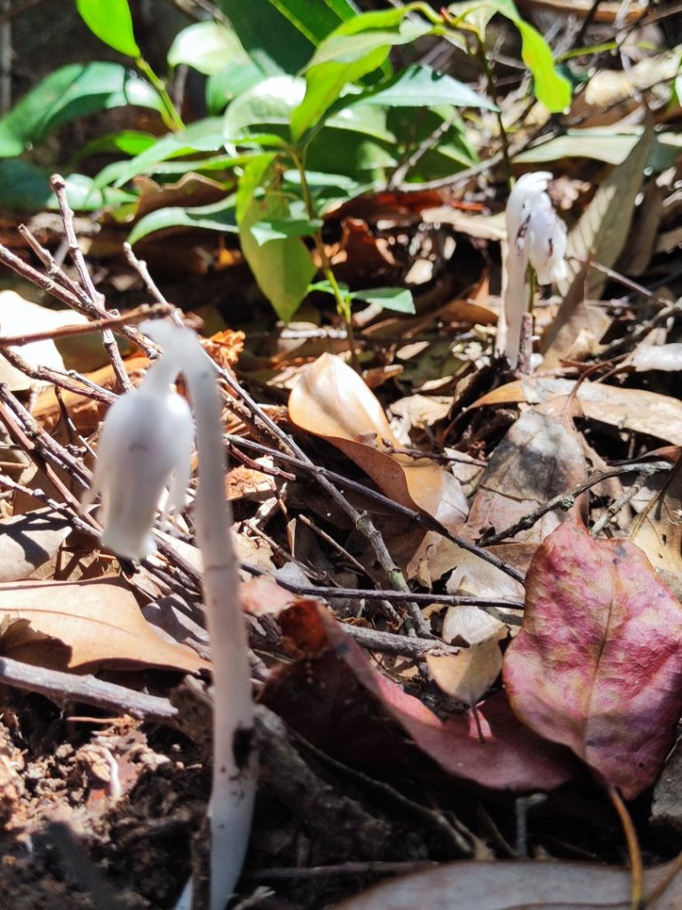 八仙佳保_2746086