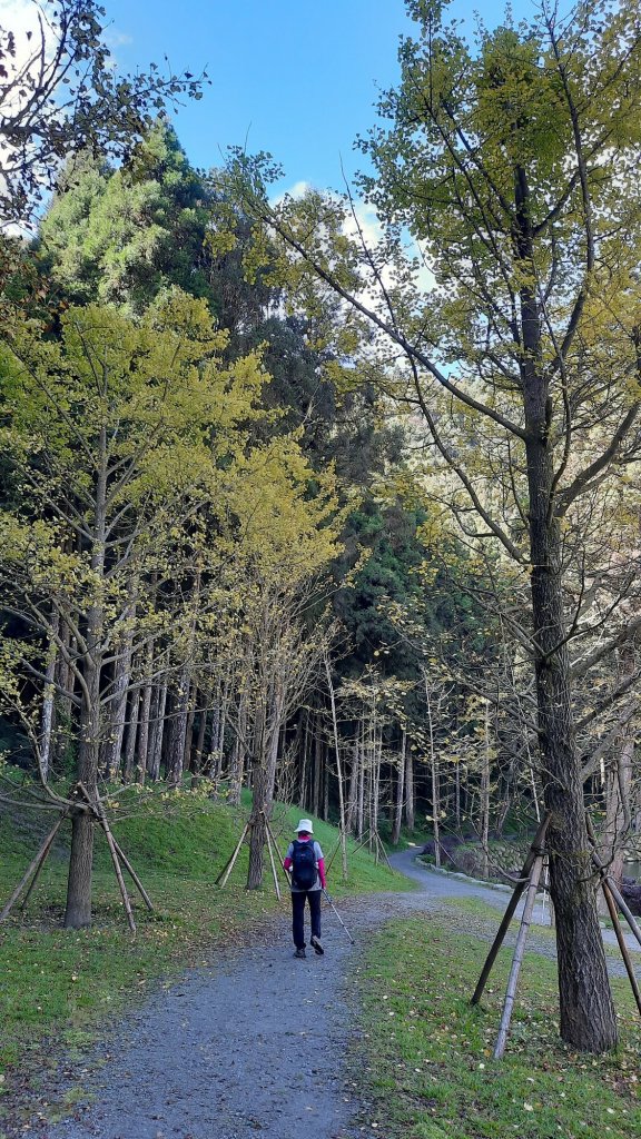 《南投》銀杏湖｜杉林溪青龍瀑布越嶺古道燕庵步道20221015_1880016