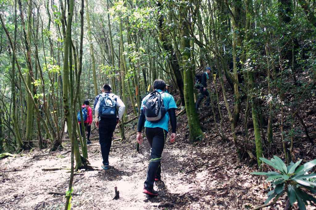 苗栗。加里山 大O型 2018.03.1_293756