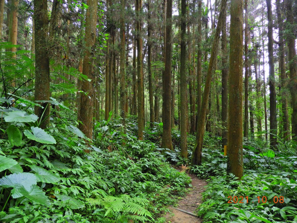 嘉義 阿里山 芙蓉山_1486483