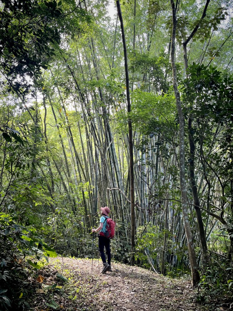 八通關古道社寮段 加碼陳東坑山未竟2023.11.11_2343682