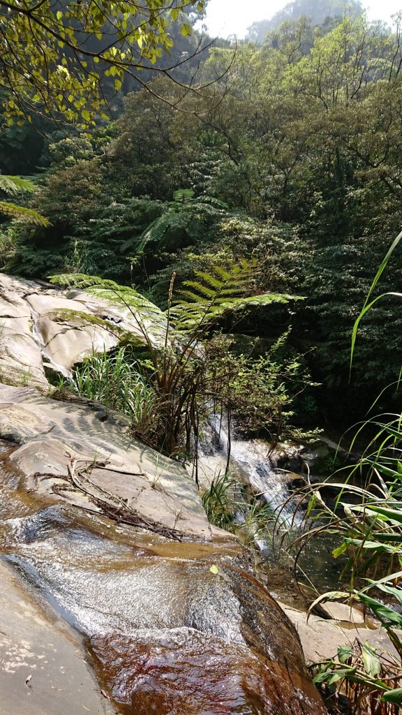 姜子寮山步道&姜子寮絕壁步道_549646