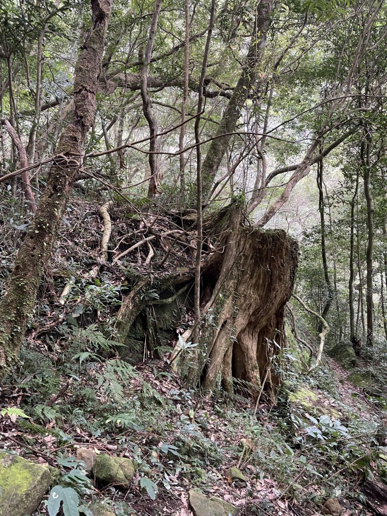 喜遇水晶蘭及翹距根結蘭-北得拉曼巨木步道1110310_1636108