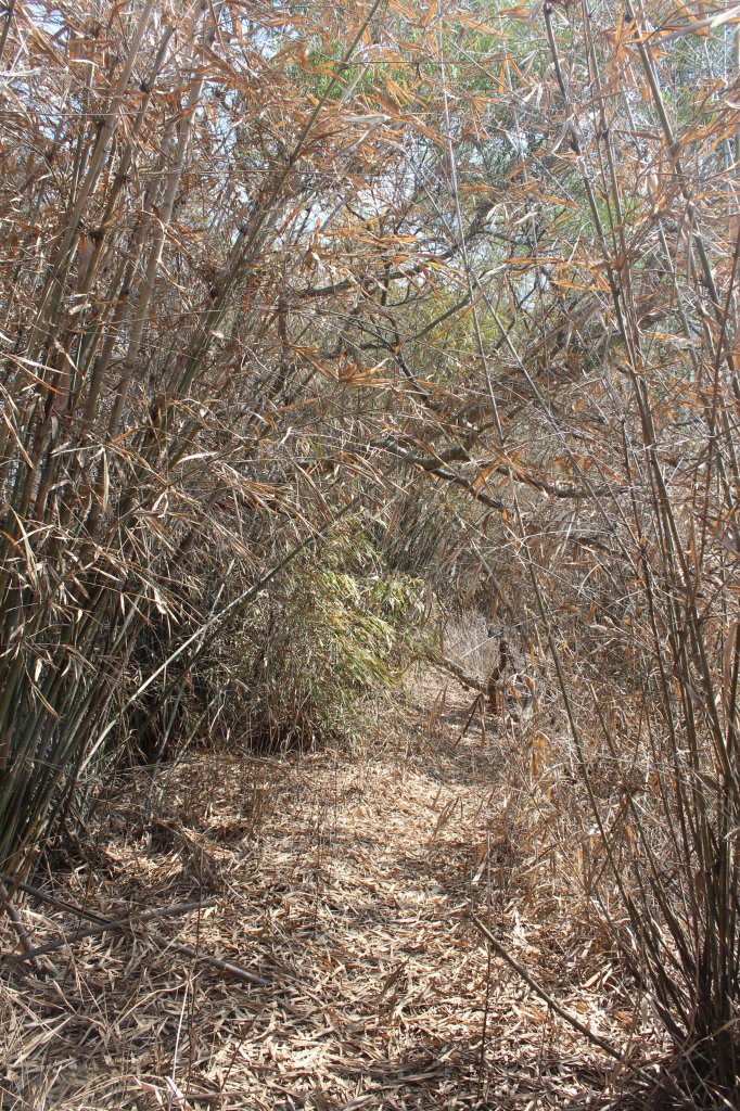 20230429高雄月茶縱走_2138482