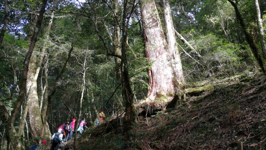 20181208鎮西堡健行探訪神木B區_505069