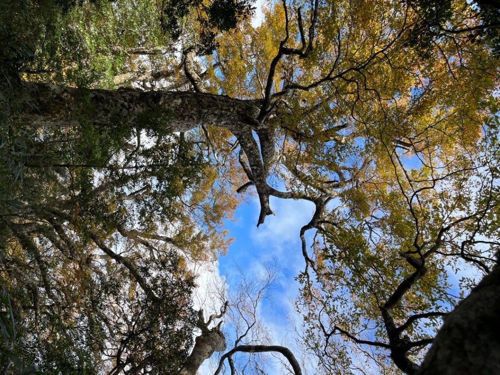 20221112_北得拉曼山_2762255