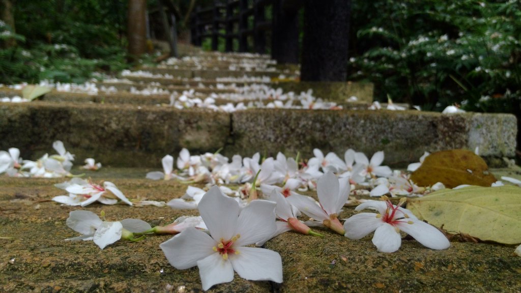 高峰植物園封面圖