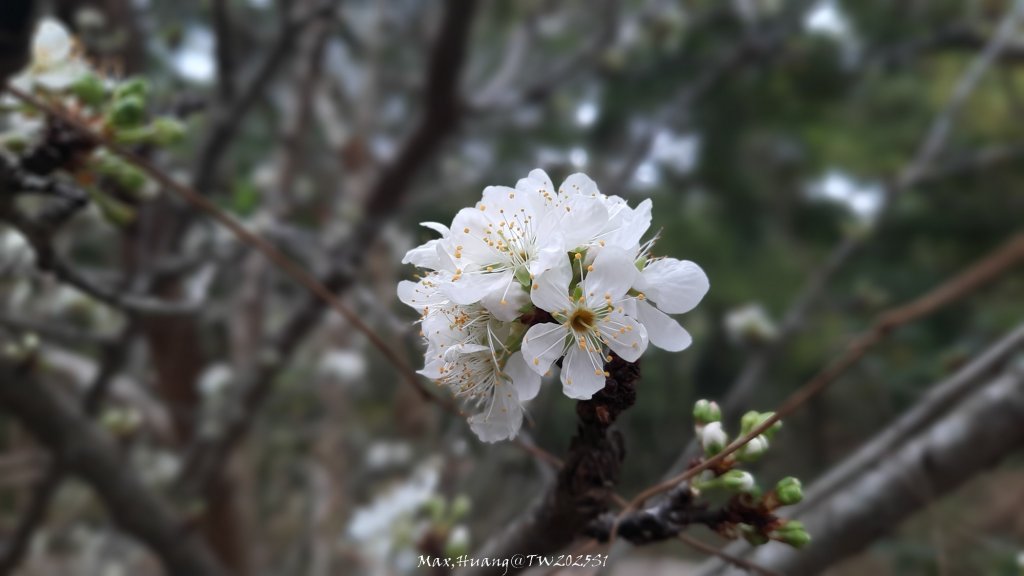 《台中》桃李爭妍｜竹坑南寮步道上竹坑山接瑞井步道O繞20250209_2710083