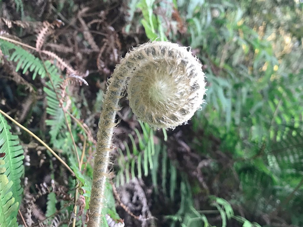 ~  水社大山登山步道  ~_1635734