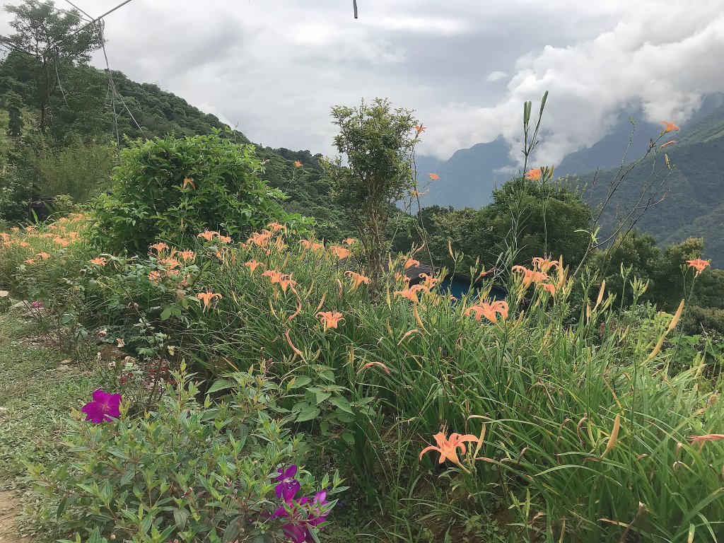 ~ 太魯閣台地→得卡倫步道→大禮部落 ~_1455774
